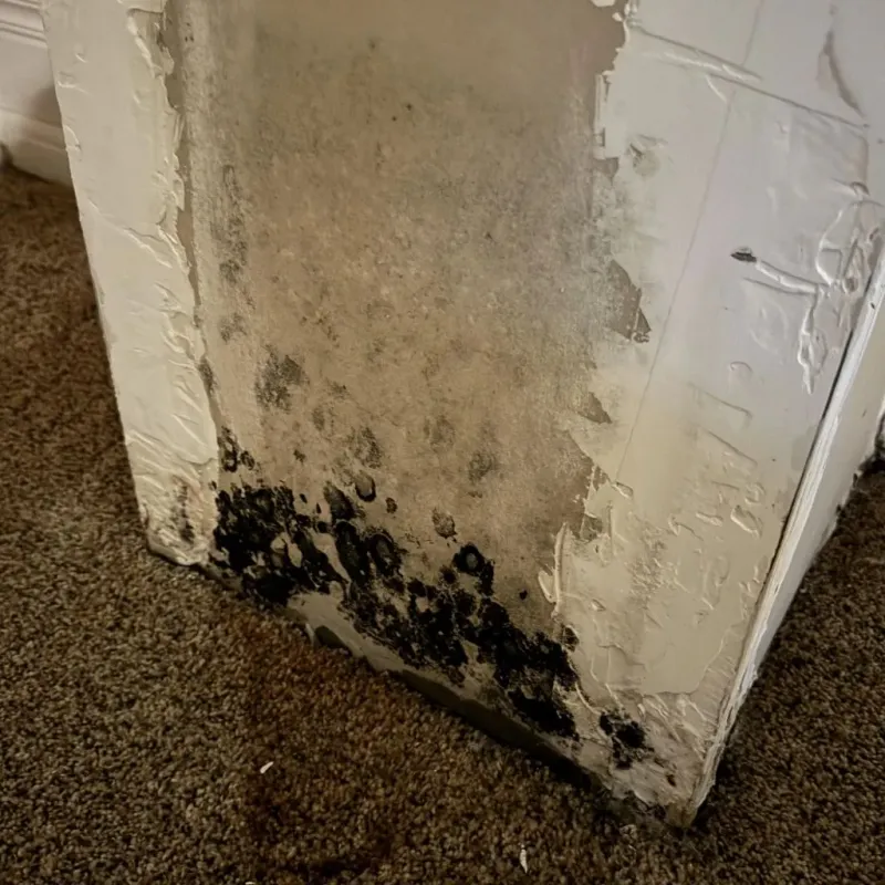 Professional Mold Removal in Turtle Lake, WI